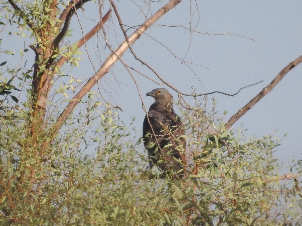 European Honey-buzzard - ML196208401