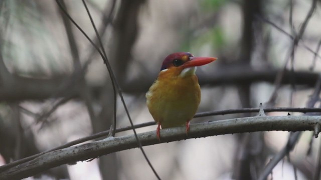 黑背三趾翠鳥 - ML196210891