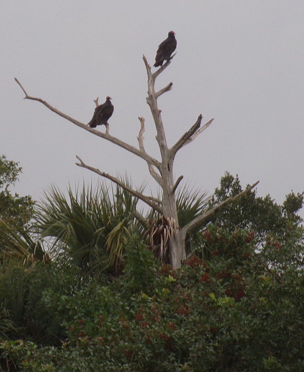 Turkey Vulture - Sharon Buck