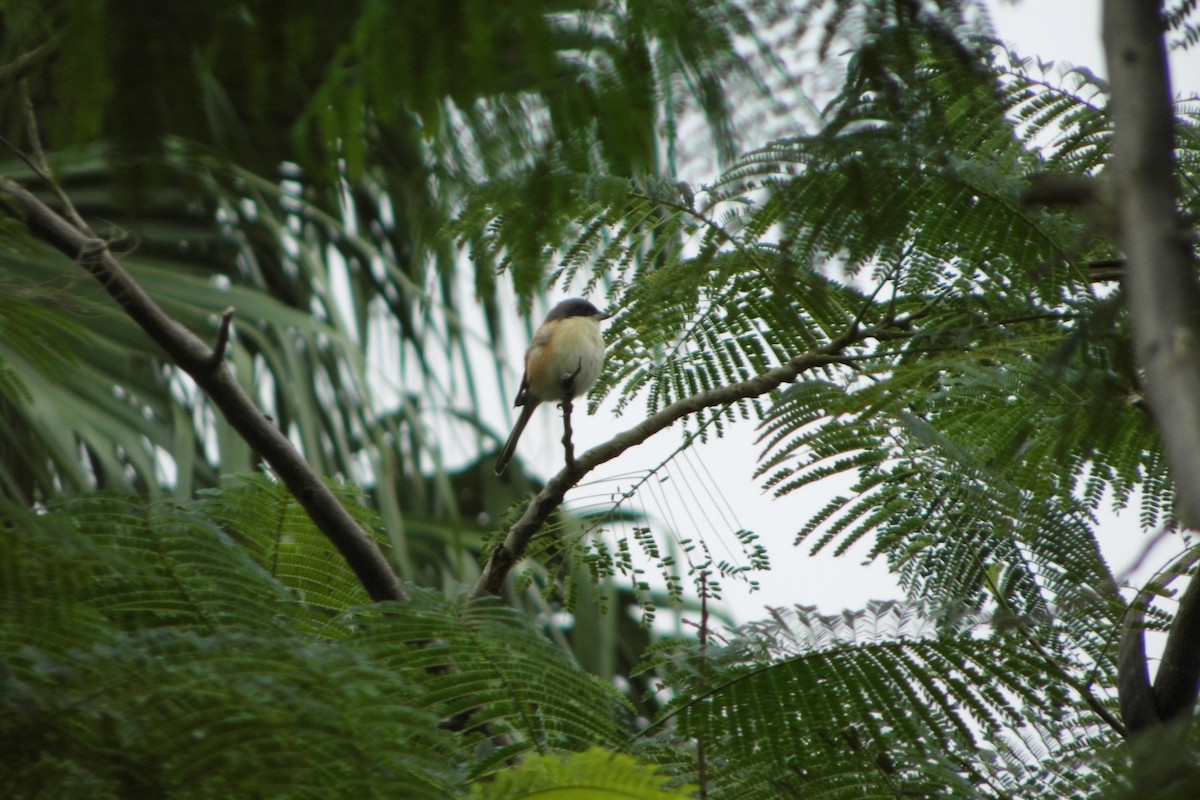 Burmese Shrike - ML196212921