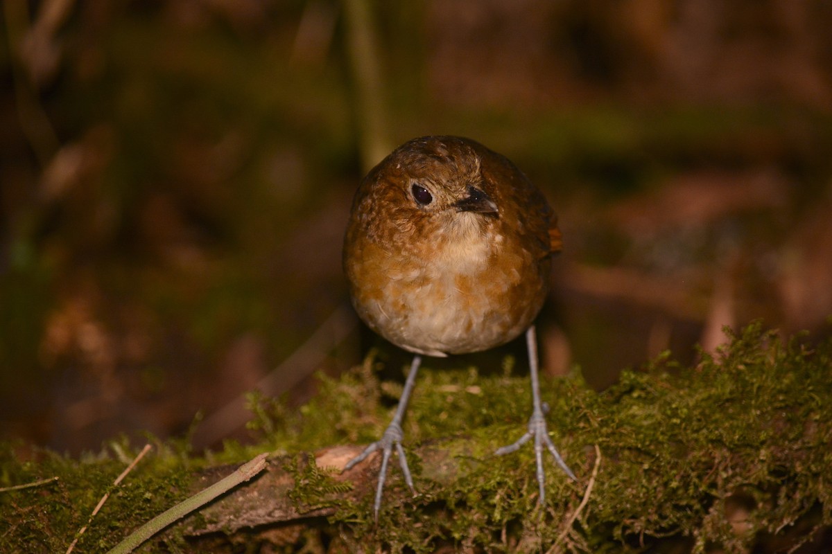 Equatorial Antpitta - ML196213451