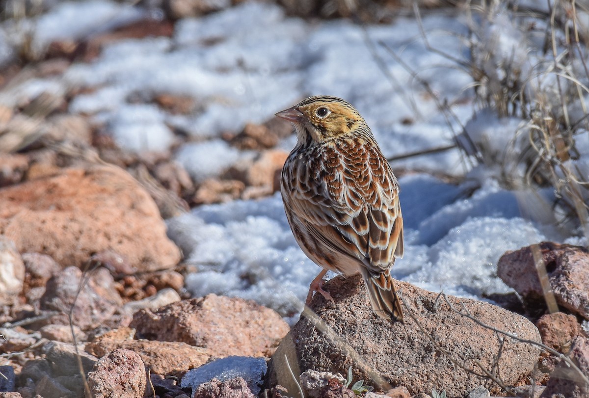 Baird's Sparrow - ML196216651