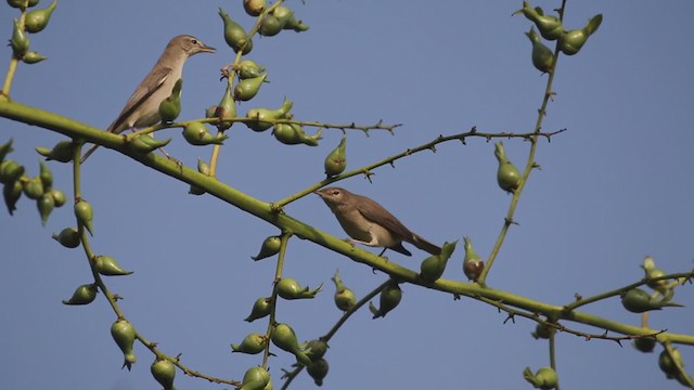 Sykes's Warbler - ML196217231