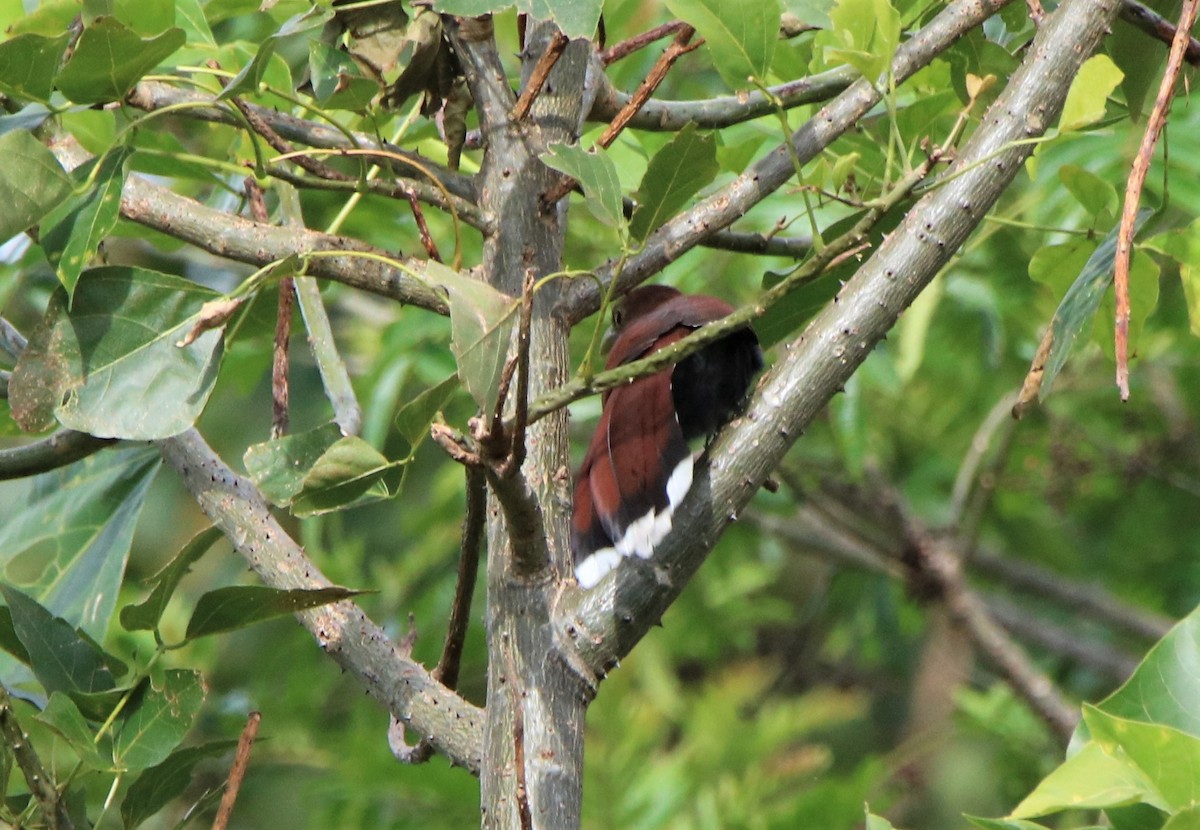 Squirrel Cuckoo - ML196217261