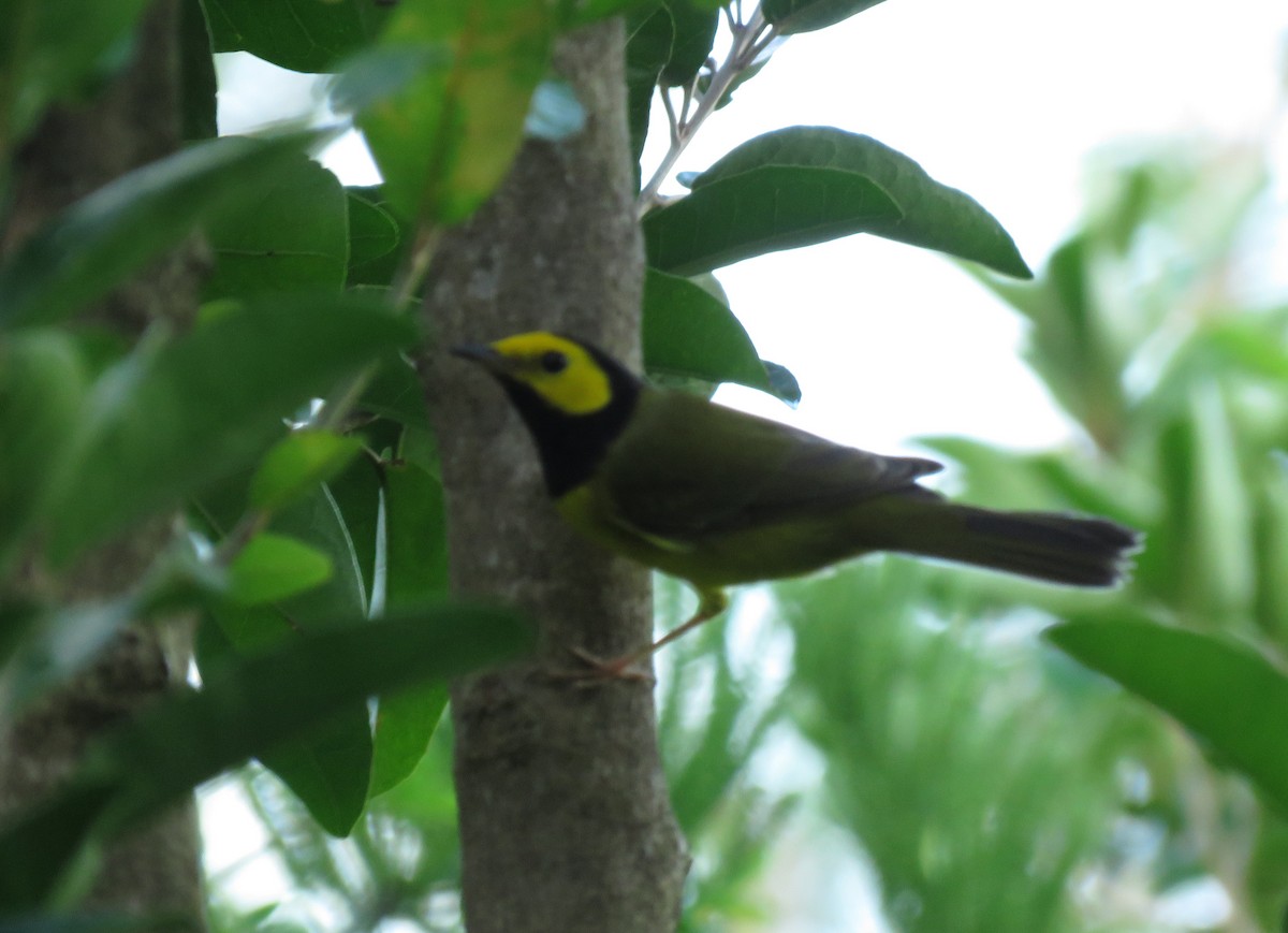 Hooded Warbler - ML196218331