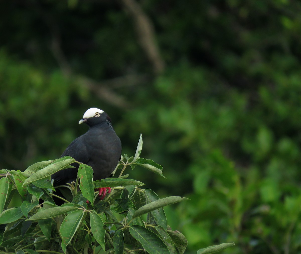White-crowned Pigeon - ML196218461