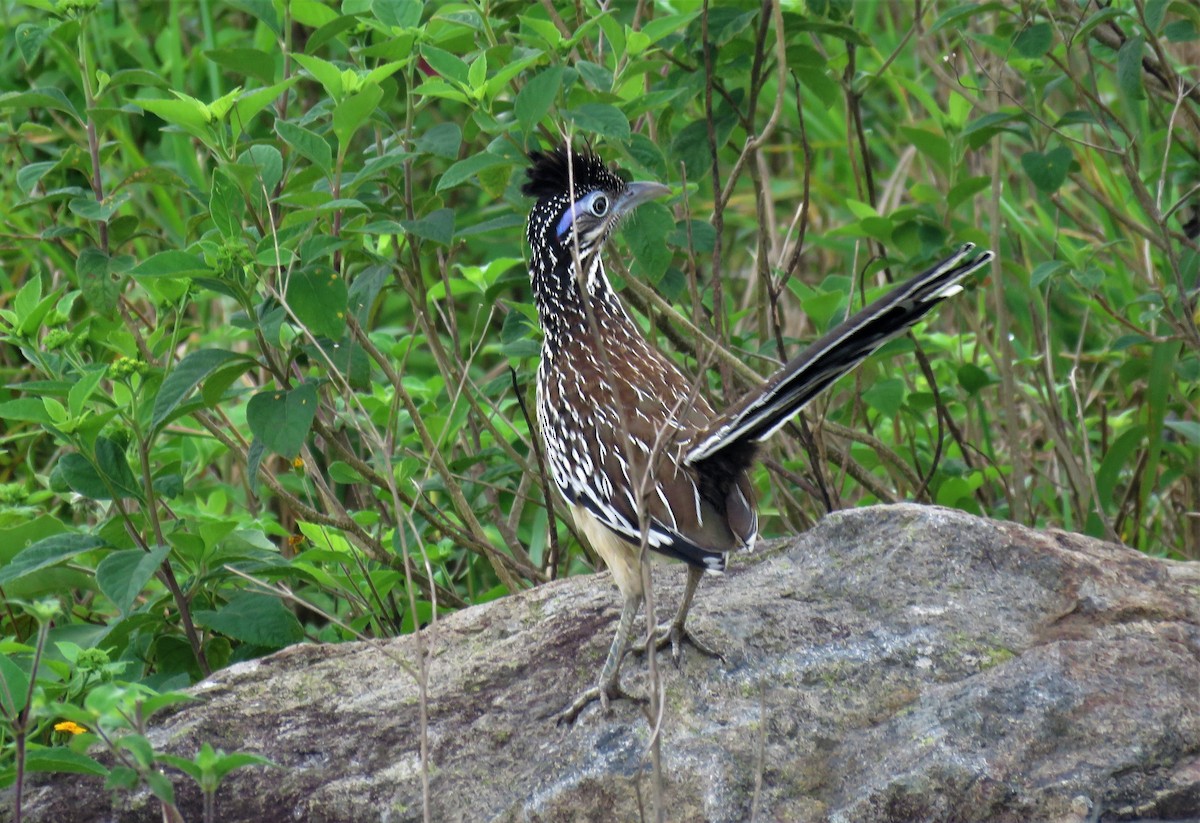 Lesser Roadrunner - ML196218501