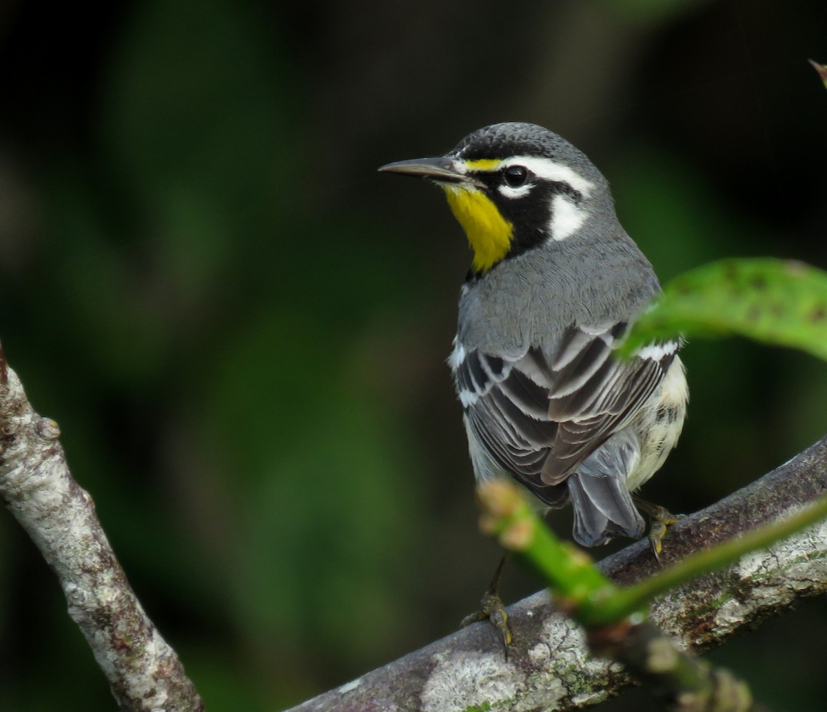 Yellow-throated Warbler - ML196218571