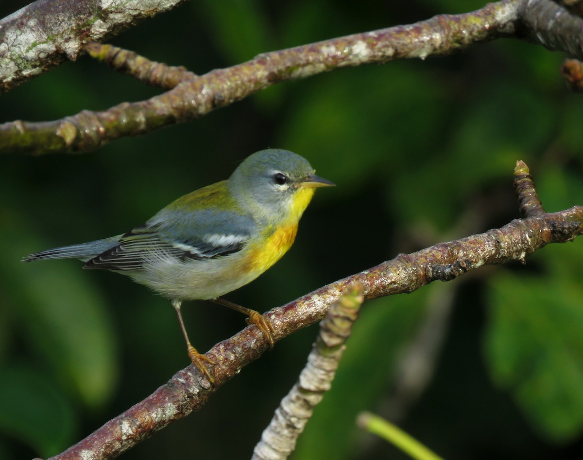 Northern Parula - ML196218621