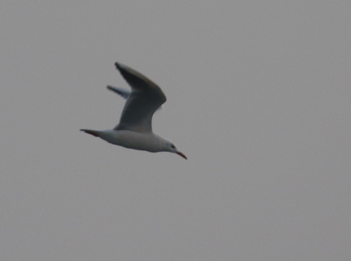 Шөвгөр цахлай - ML196219901