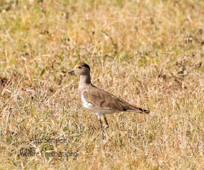 Brown-chested Lapwing - ML196220361