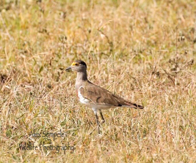 Avefría Pechirrufa - ML196220361