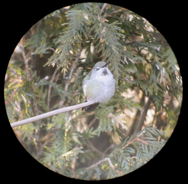 Anna's Hummingbird - ML196222361