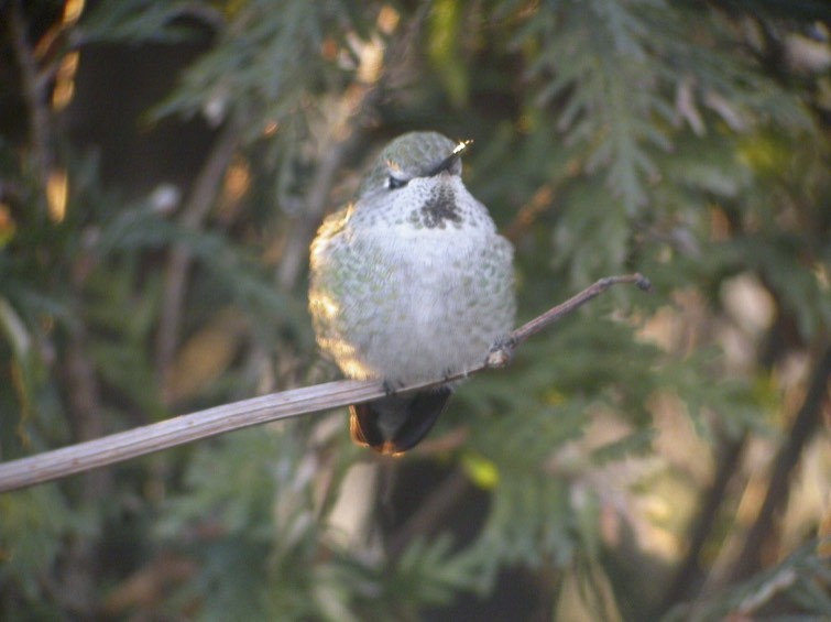 Anna's Hummingbird - ML196222381