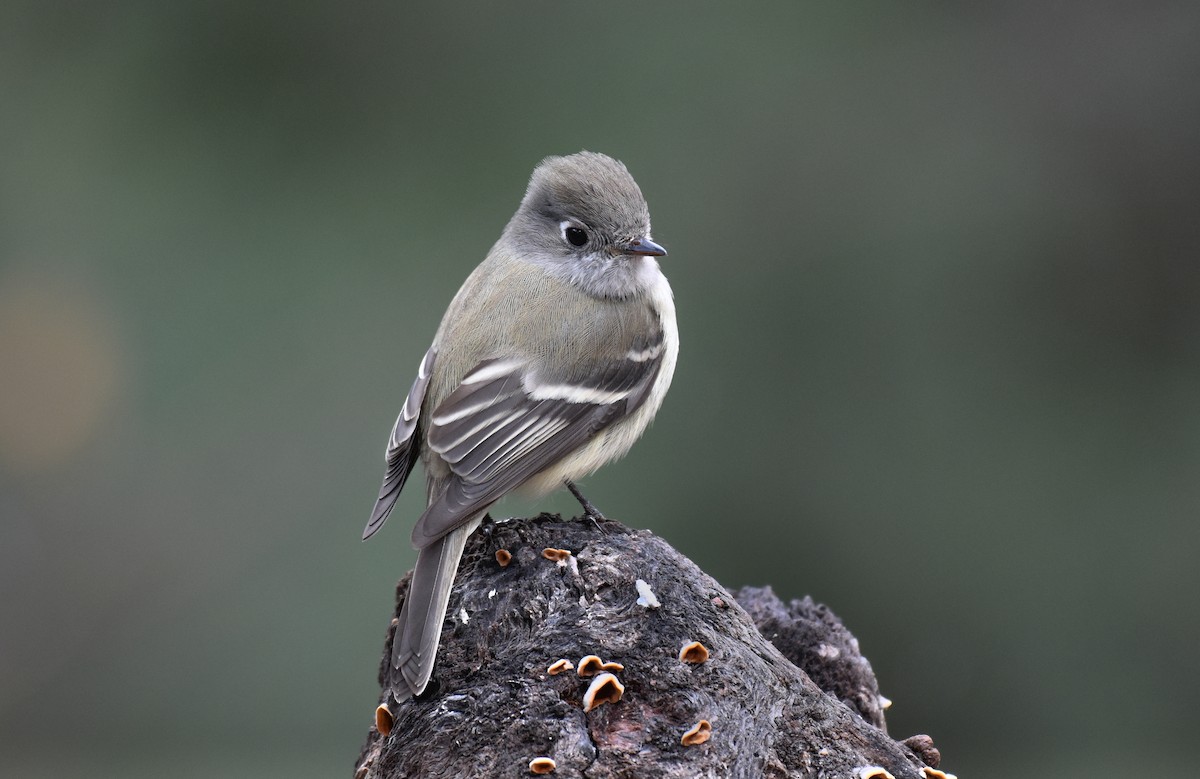 Hammond's Flycatcher - ML196222791