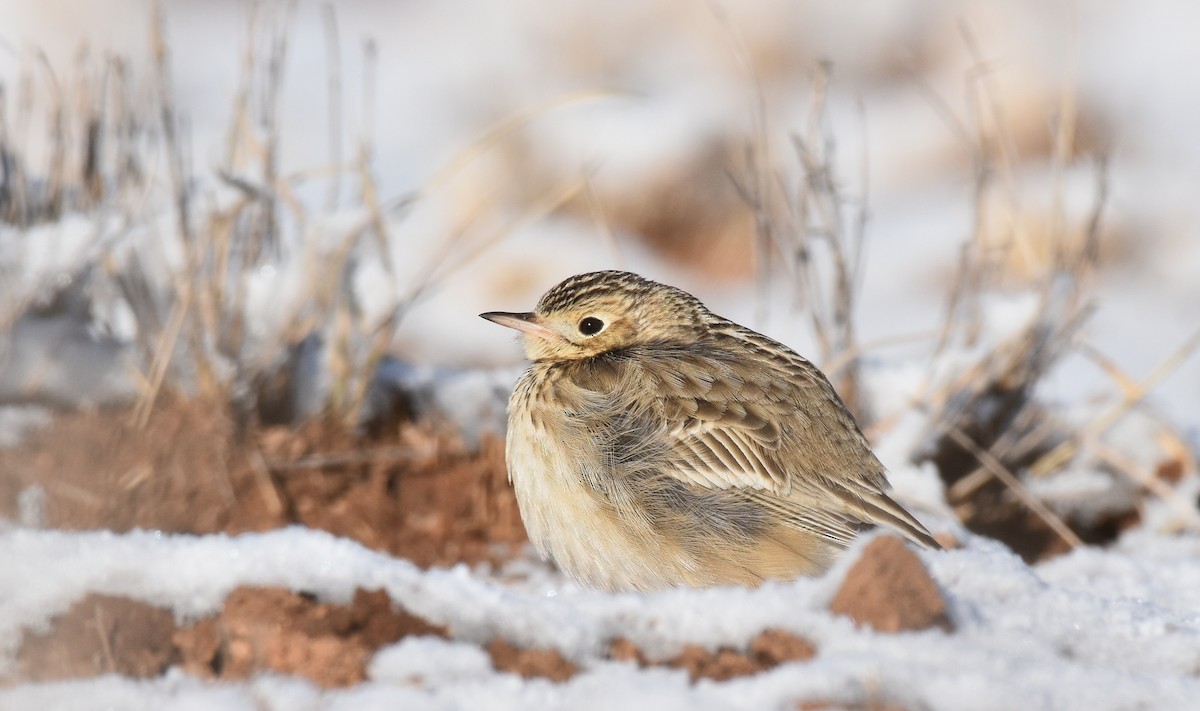 Sprague's Pipit - Jack Parlapiano