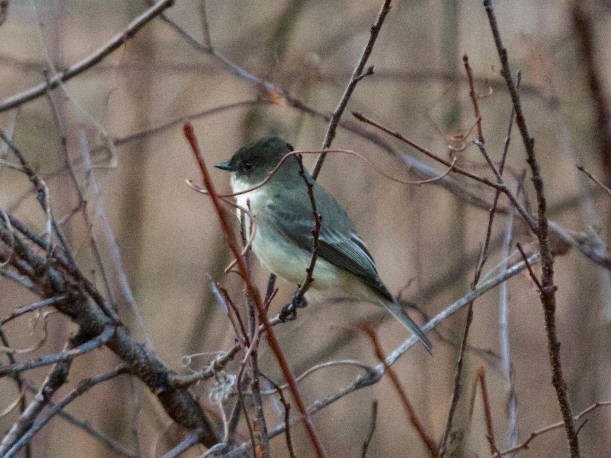 Eastern Phoebe - ML196225111