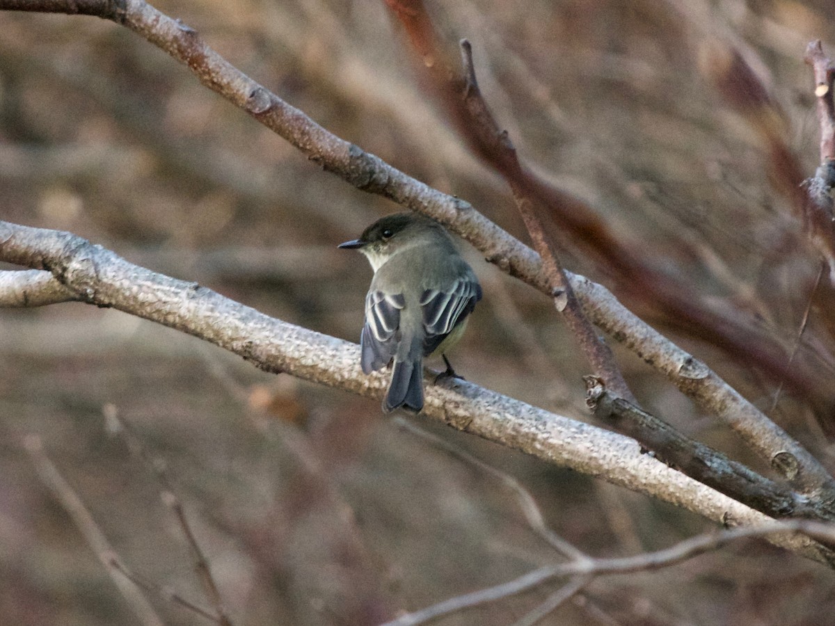 Eastern Phoebe - ML196225121