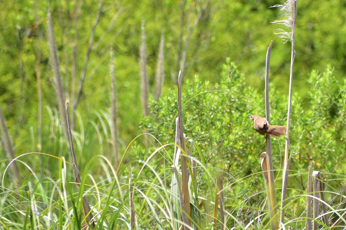 Freckle-breasted Thornbird - ML196225321