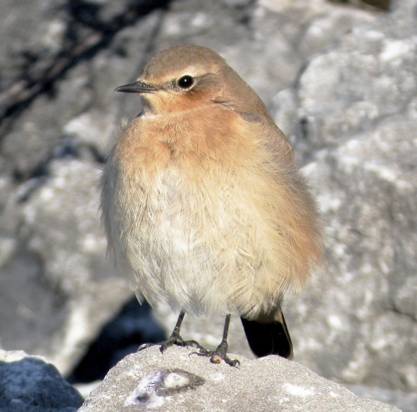 Northern Wheatear - Olivier Barden