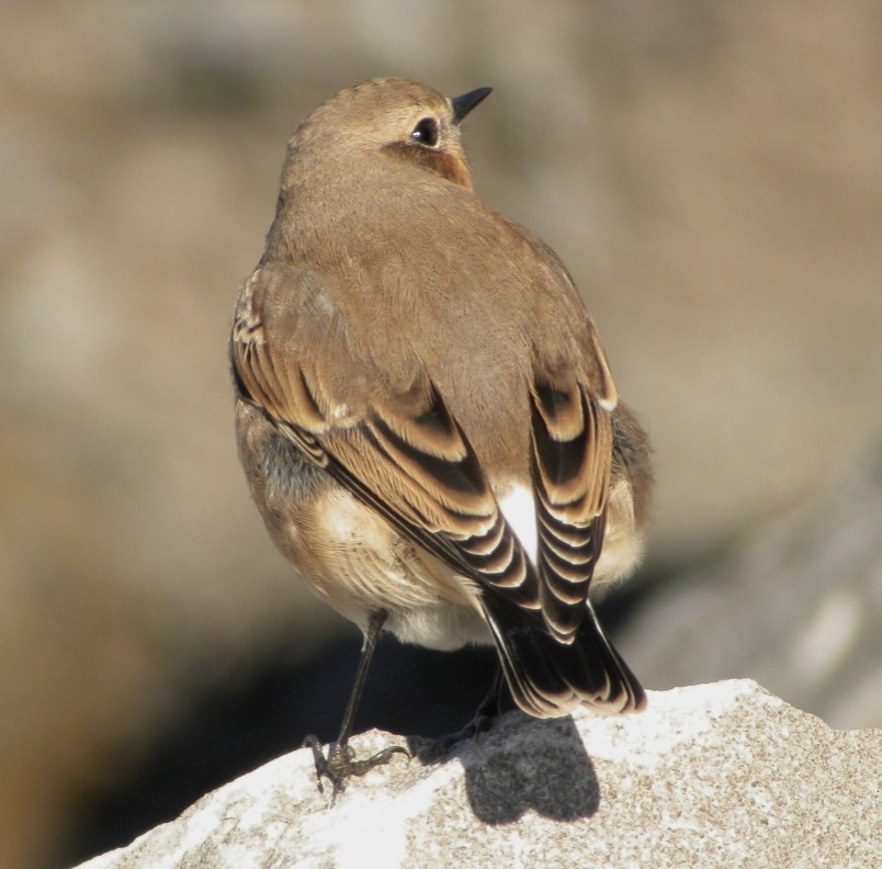 Northern Wheatear - ML196226091