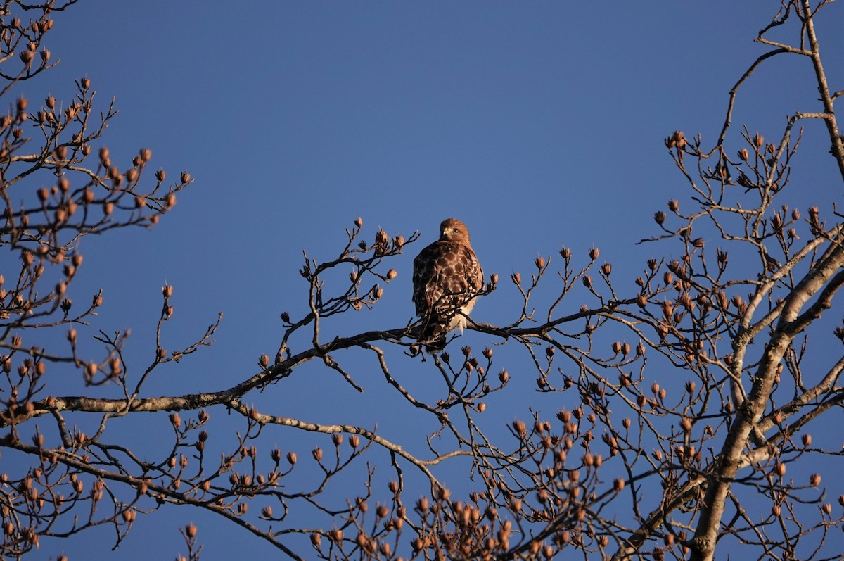 Red-shouldered Hawk - ML196226411