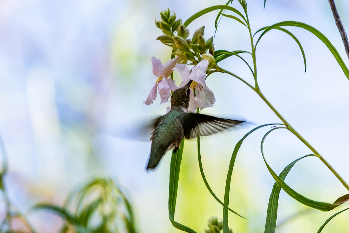 Black-chinned Hummingbird - ML196229551