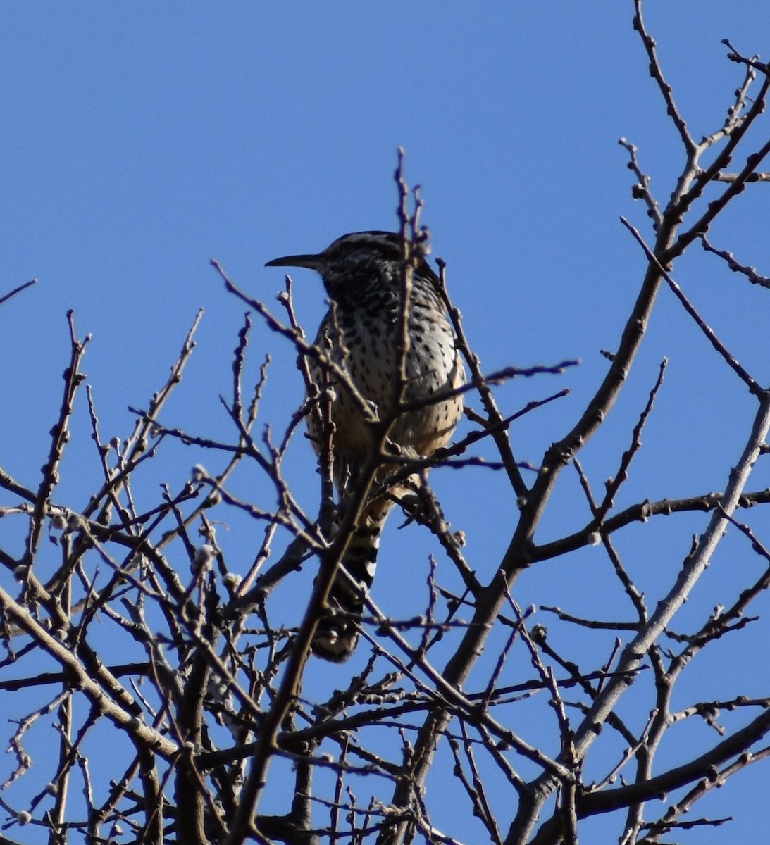 Cactus Wren - ML196229611