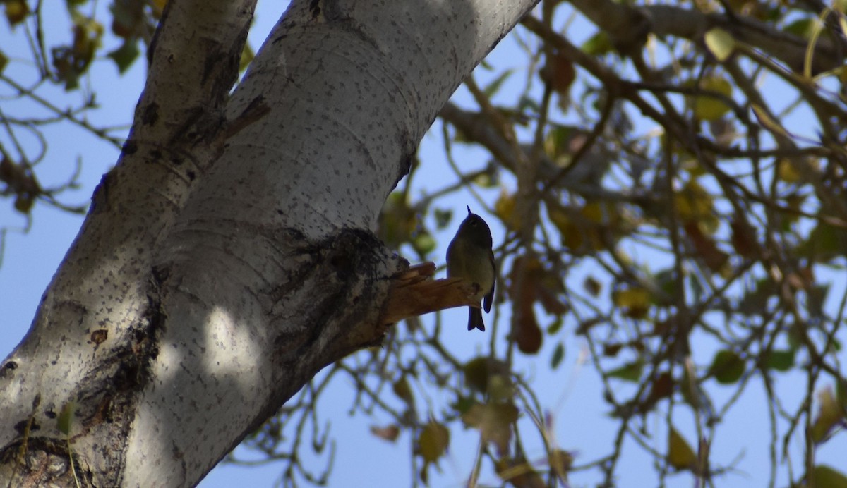 Ruby-crowned Kinglet - Jewell Cozort