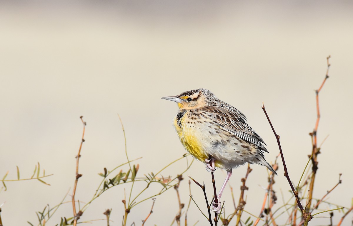 Chihuahuan Meadowlark