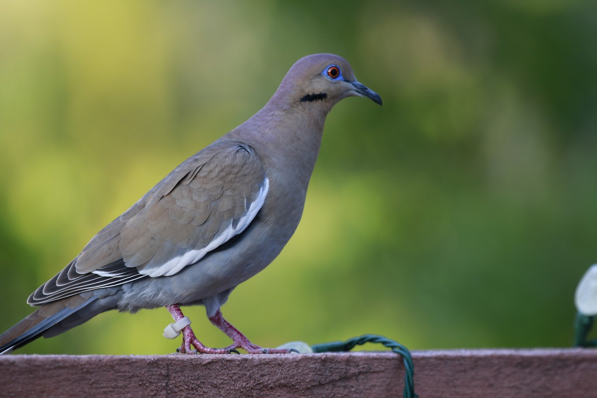 White-winged Dove - ML196232361