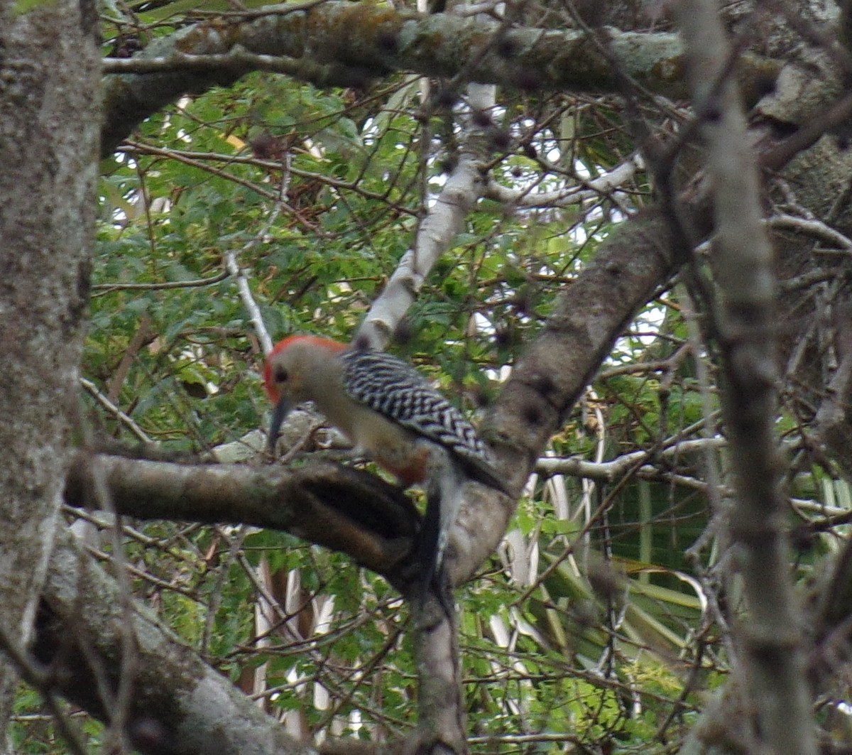 Red-bellied Woodpecker - ML196232511