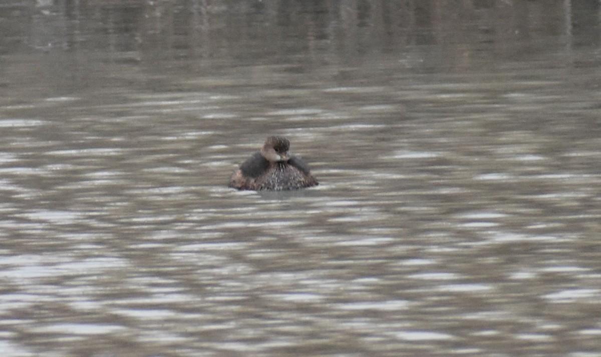 Pied-billed Grebe - Jewell Cozort