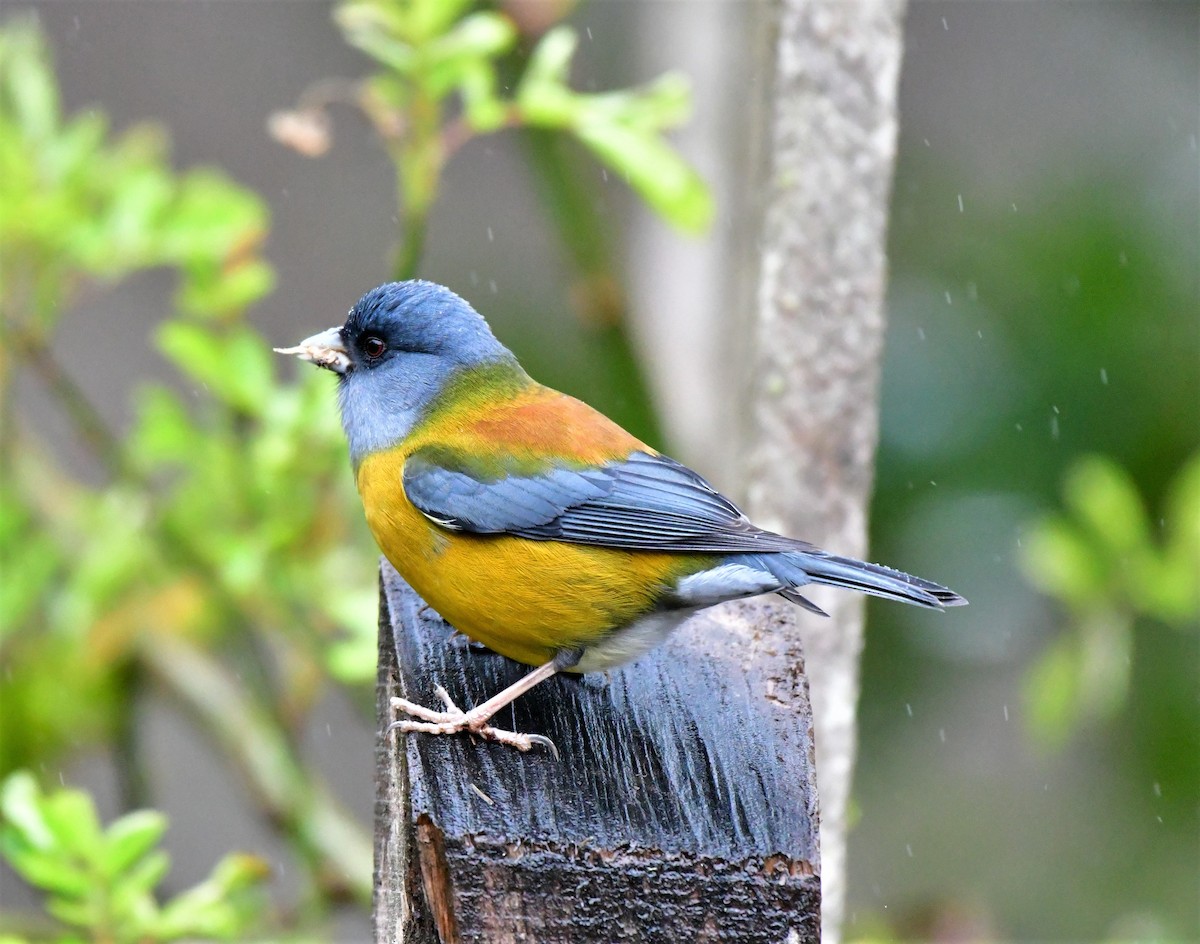 Patagonian Sierra Finch - ML196232981