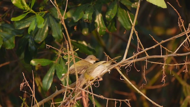 Green-backed Camaroptera - ML196233021