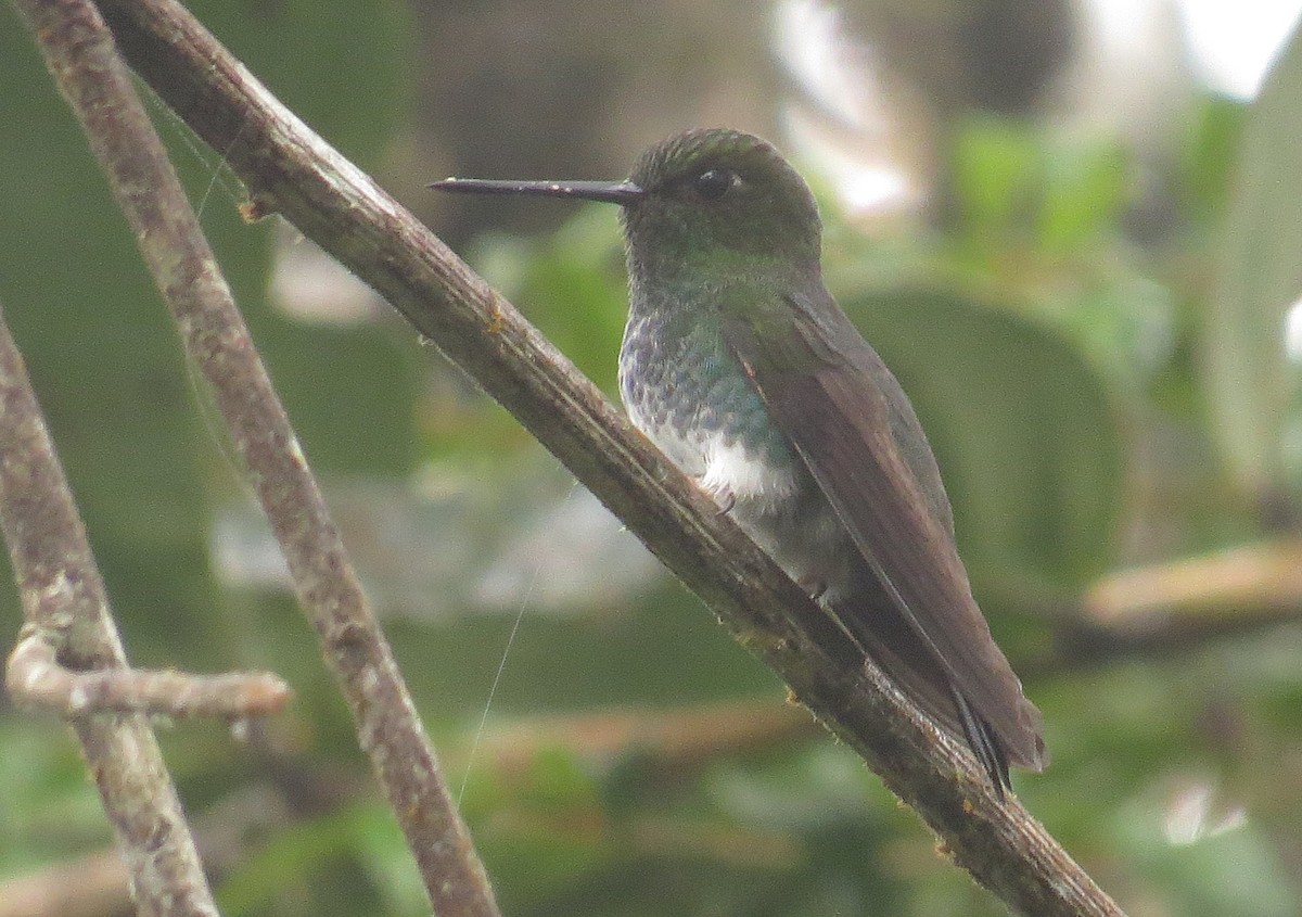 Greenish Puffleg - Arnulfo Sanchez  ( Neblina Birds Colombia  )