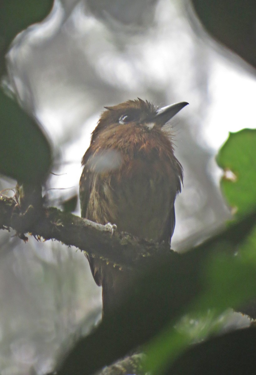 Moustached Puffbird - Arnulfo Sanchez  ( Neblina Birds Colombia  )