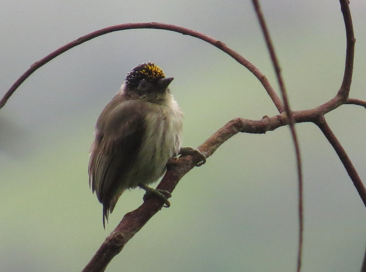 Grayish Piculet - Arnulfo Sanchez  ( Neblina Birds Colombia  )