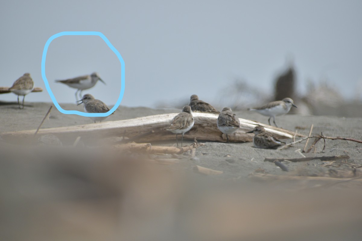 Western Sandpiper - Marcelo Pacheco Guajardo