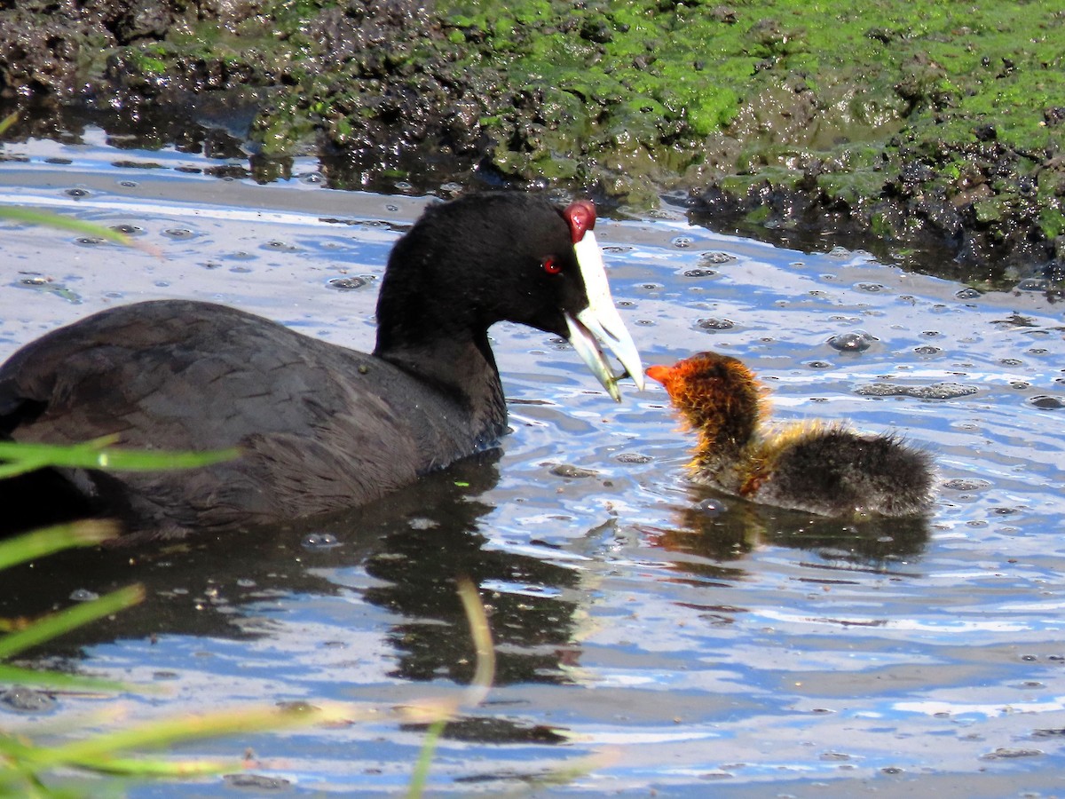 Red-knobbed Coot - ML196235331