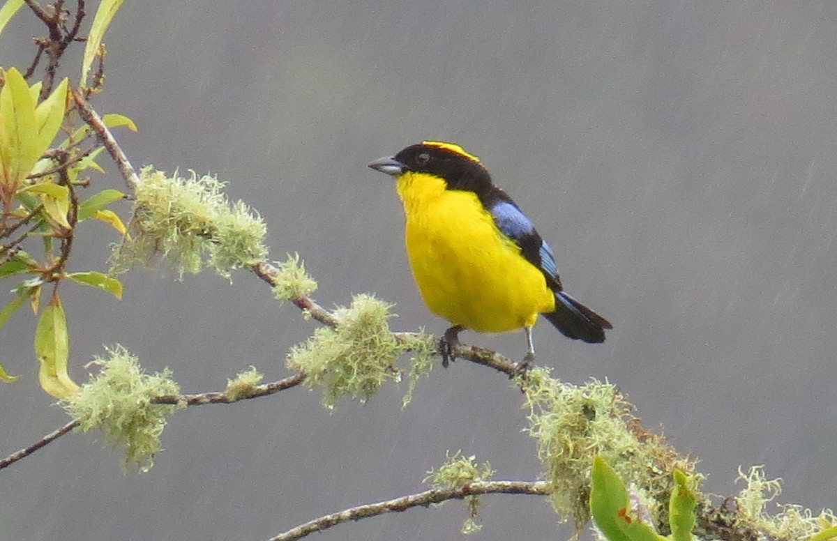Blue-winged Mountain Tanager - Arnulfo Sanchez  ( Neblina Birds Colombia  )