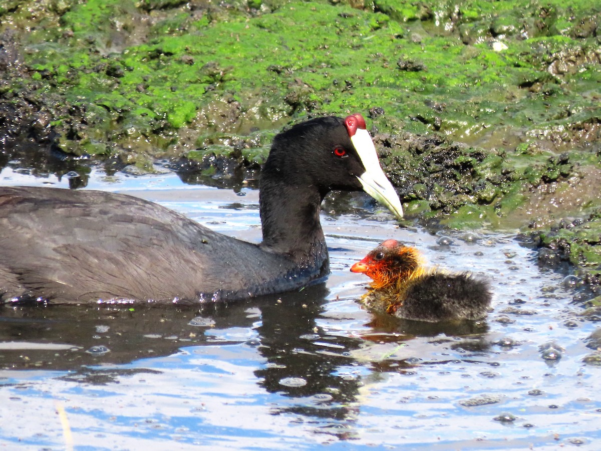 Red-knobbed Coot - ML196235481