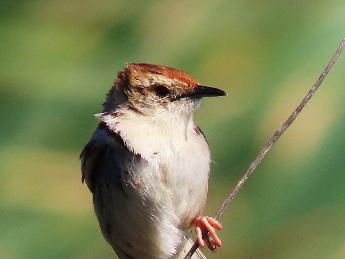 Levaillant's Cisticola - Randy Morgan