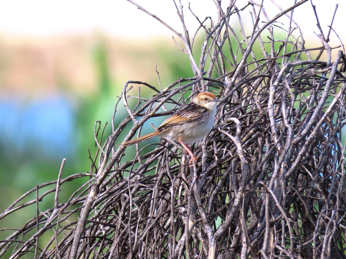 Levaillant's Cisticola - Randy Morgan