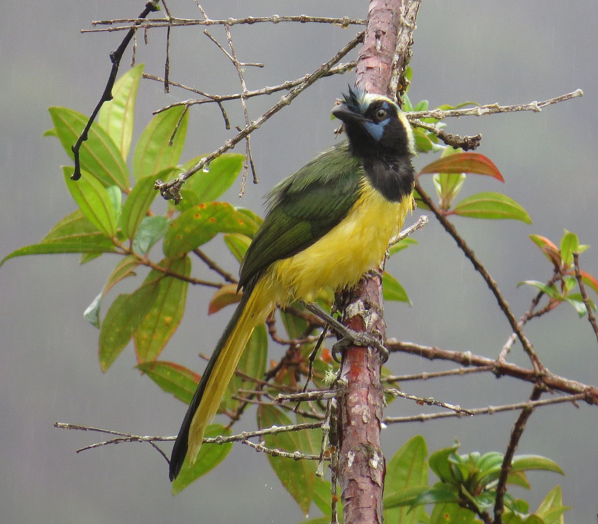 Green Jay - Arnulfo Sanchez  ( Neblina Birds Colombia  )