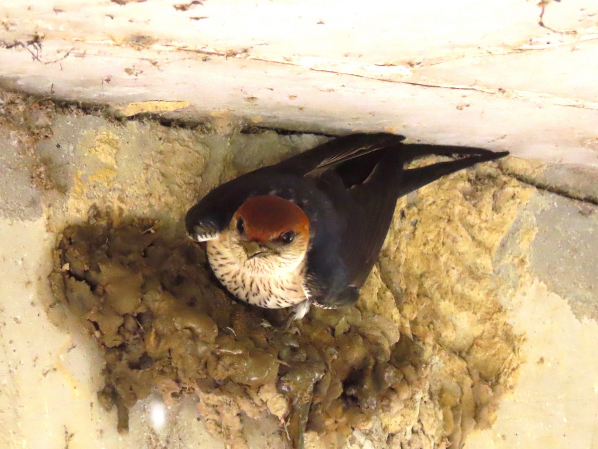 Greater Striped Swallow - ML196236091