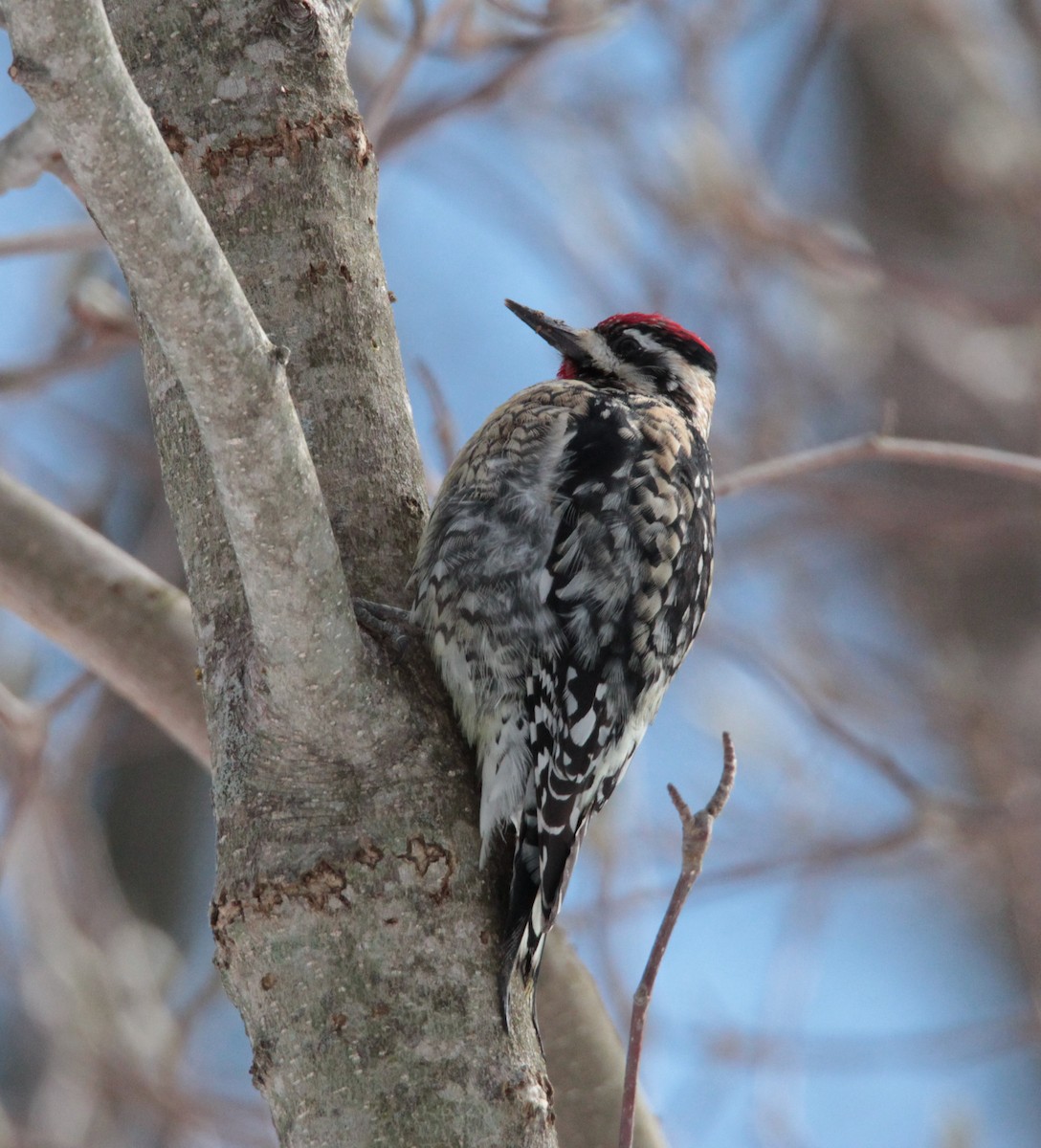 Yellow-bellied Sapsucker - H. Resit Akçakaya