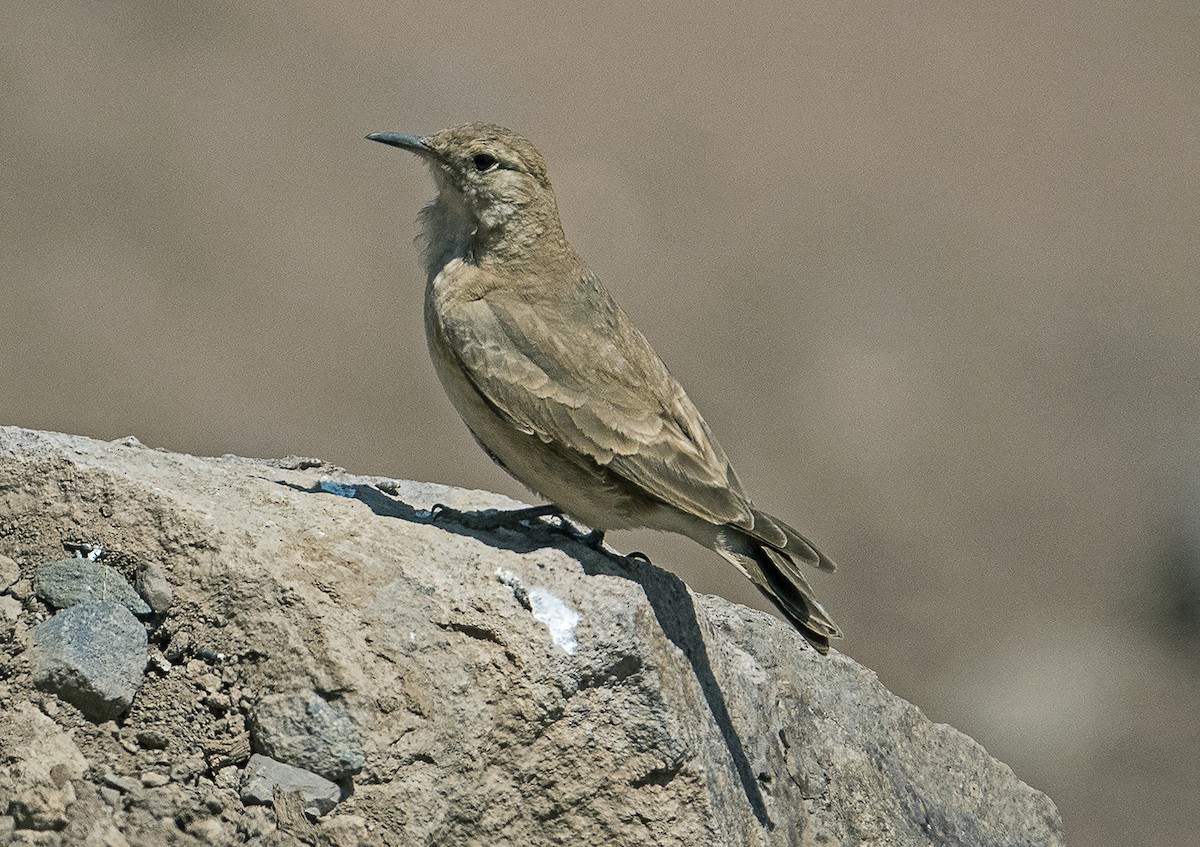 Creamy-rumped Miner - ML196239111