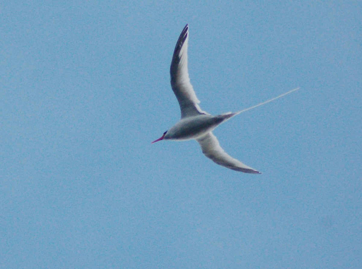 Red-billed Tropicbird - ML196239341
