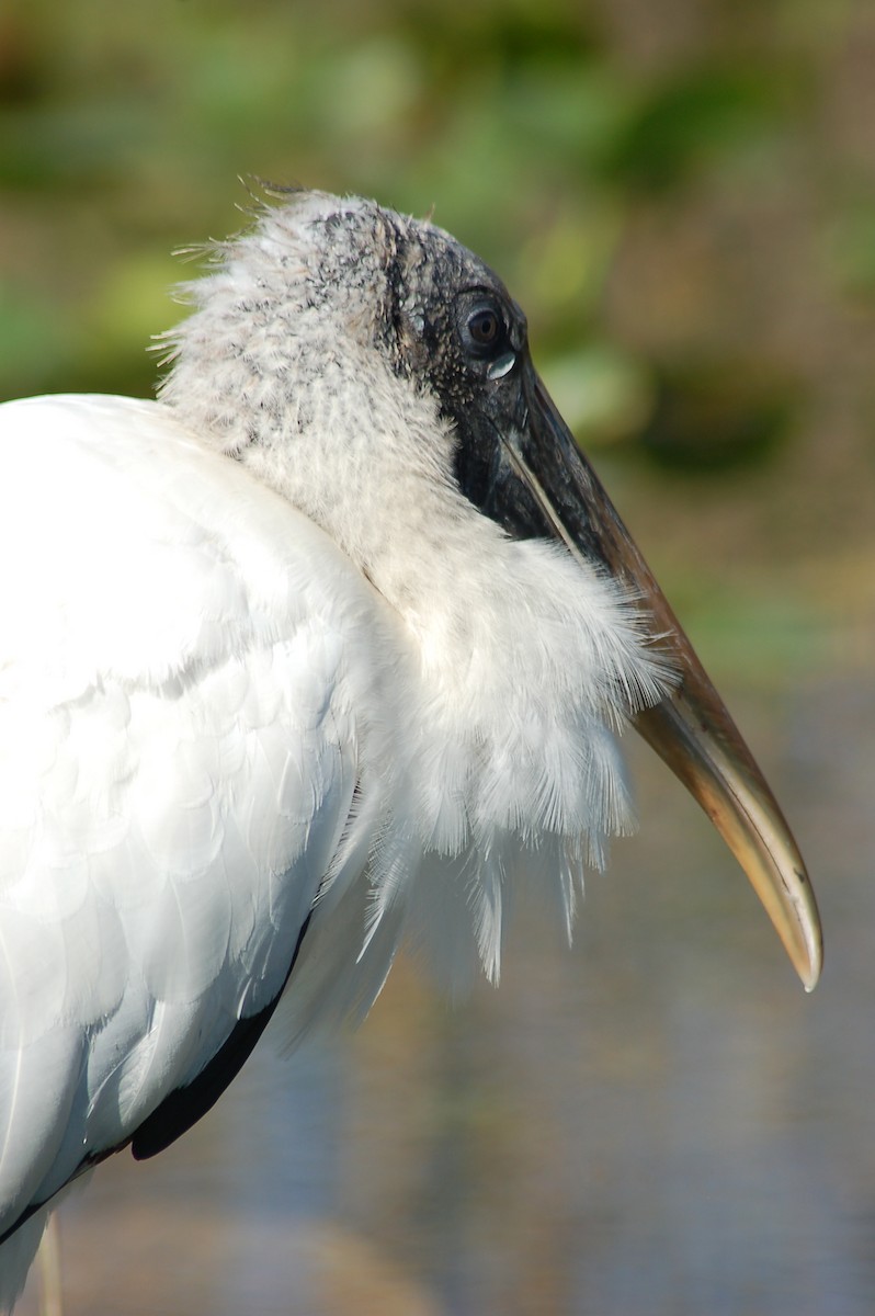 Wood Stork - ML196240291